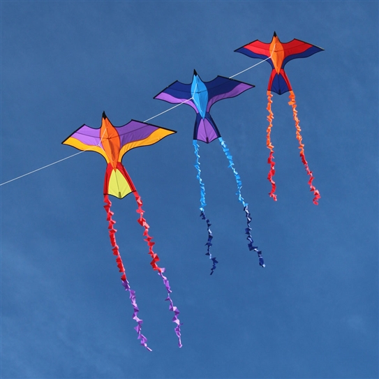 topical parrot kites